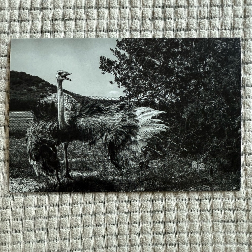 4x6” Postcards Ostritch “Just Wing It!” (Made by me - @roxredphotography)
